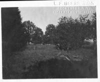 img-aisle_of_pines.1912.2.jpg img-aisle_of_pines.1912.2.jpg