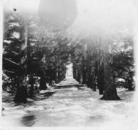 img-aisle_of_pines.1931.jpg img-aisle_of_pines.1931.jpg