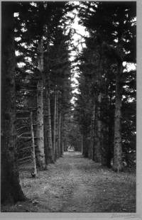 img-aisle_of_pines.5.jpg img-aisle_of_pines.5.jpg