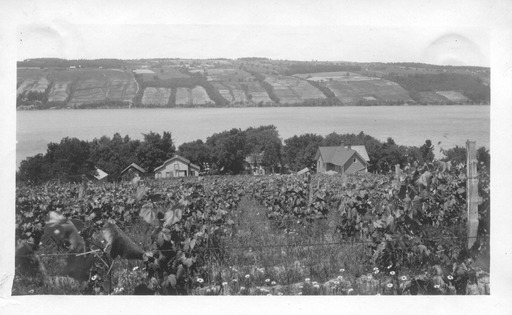 img-shoemaker_vineyards.2.jpg img-shoemaker_vineyards.2.jpg